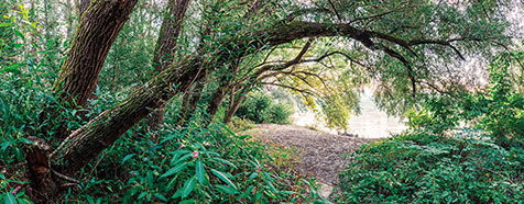 Ottensheim - Baum an der Donau