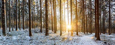 Lichtenberg - Wald im Winter