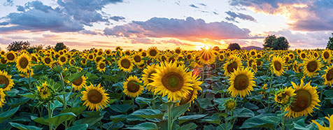 Sonnenblumenfeld in Leonding