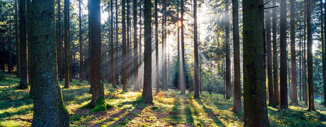 Wald am Lichtberg
