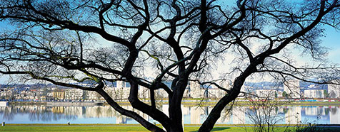 Linz - Baum an der Donaulände