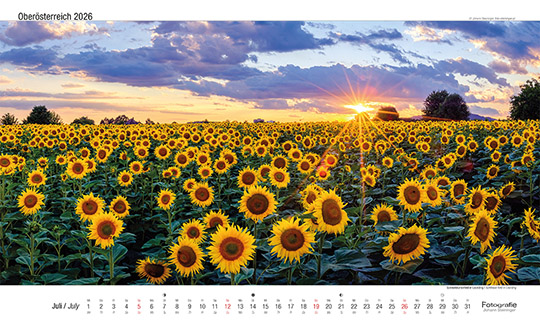 Sonnenblumenfeld in Leonding